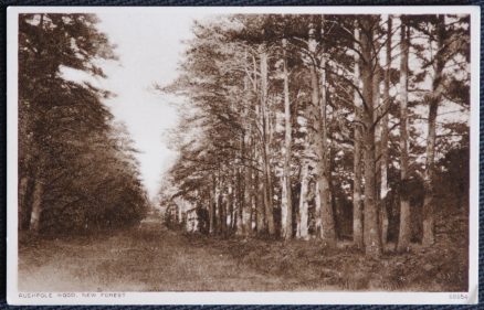 New Forest Hampshire  Postcard Rushpole Wood