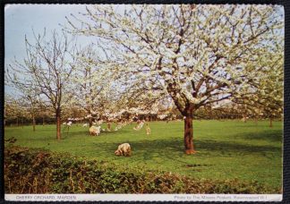 Marden Postcard Kent Cherry Orchard