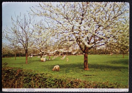 Marden Postcard Kent Cherry Orchard