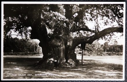 Sherwood Forest Postcard The Major Oak Real Photo