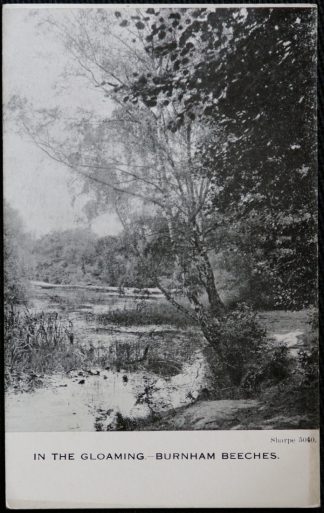 Burnham Beeches In The Gloaming Postcard