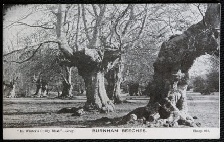 Burnham Beeches Vintage Sharpe 916 Postcard