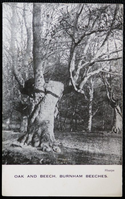 Burnham Beeches Oak Beech Sharpe Postcard