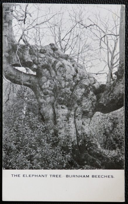 Burnham Beeches The Elephant Tree Postcard