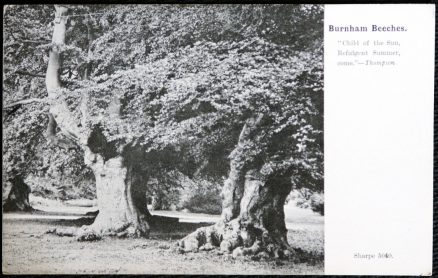 Burnham Beeches Vintage Sharpe Postcard