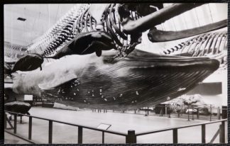 Blue Whale British Museum Postcard