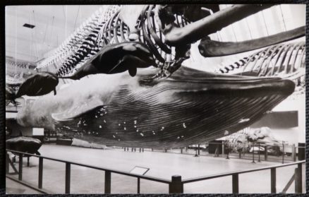 Blue Whale British Museum Postcard