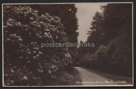 Rhododendron Drive New Forest Postcard