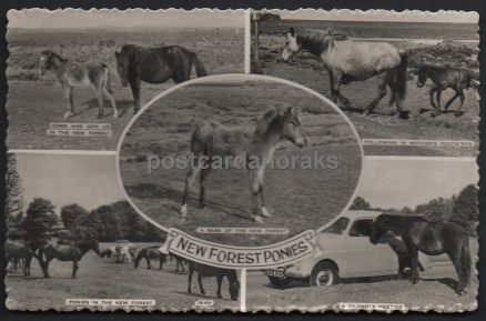 New Forest Ponies Real Photo Postcard