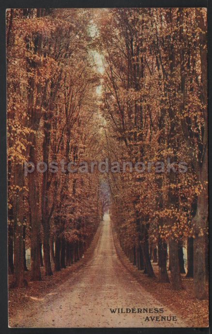 Sevenoaks Wilderness Avenue Postcard