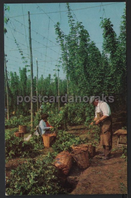 Kent Hop Picking Hopfields Postcard