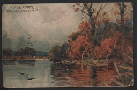 Elstead Royal Ponds Surrey Postcard