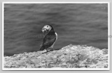 Puffin Island Real Photo Postcard