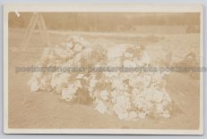 Obituary Grave William Ernest Ogden Postcard