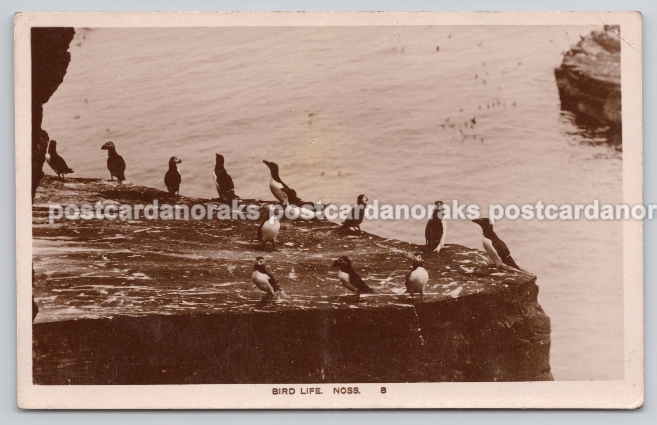 Noss RPPC Postcard Captain Robert Henderson Ramsey