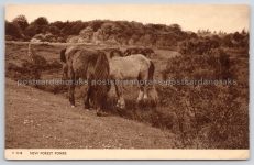New Forest Ponies Photochrom Postcard.