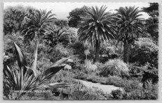 Isles Of Scilly Local Publisher Postcard